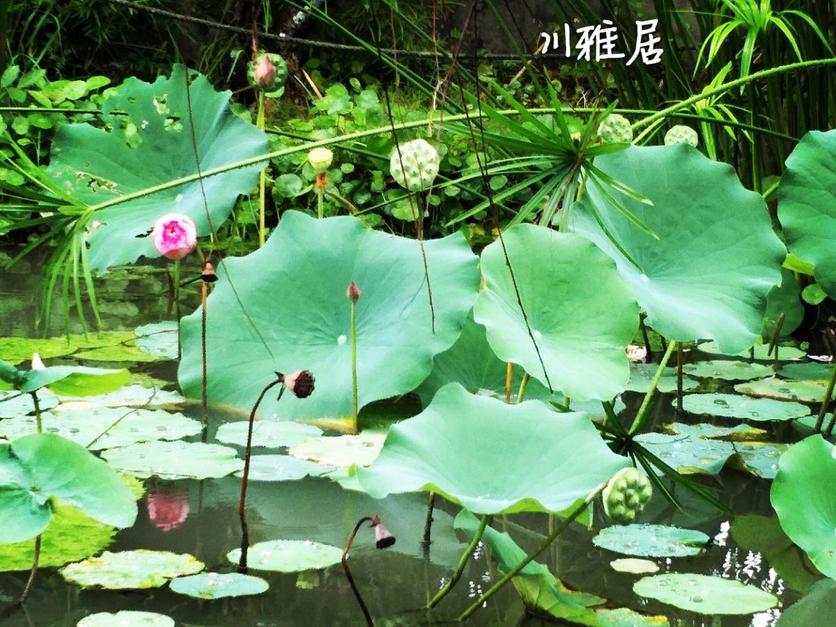 Chuan Ya Ju Homestay Qishan Eksteriør billede